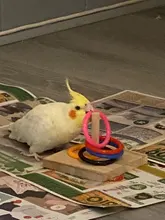 Toy Ring Puzzle Wooden Platform Bird Parrot Intelligence Training Plastic Chew M19 20-Dropship