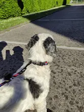 Collar de nailon personalizado para perros pequeños, medianos y grandes, con estampado colorido, correa para caminar