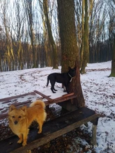 Vibration Pet Dog-Collar Remote-Control Shock Electric Rechargeable Waterproof 800m 