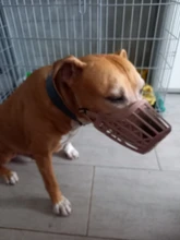 Bozal ajustable para perros de compañía, 7 tamaños, cesta de plástico resistente, diseño antimordedura, máscara bucal para perros y gatos 35, 1 Uds.