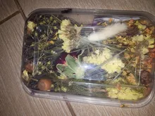 1 caja de hojas de flores prensadas reales, resina de margaritas secas, calcomanías de belleza para uñas, moldes de epoxi, embellecedores para fabricación de joyas