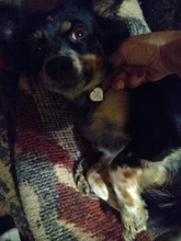 Placas de identificación personalizadas para perros y gatos, etiquetas de nombres de mascotas, antipérdida, accesorios para mascotas