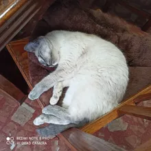 Pet bed for Cats Dogs Soft Nest Kennel Bed Cave House Sleeping Bag Mat Pad Tent Pets