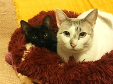 Perrera larga de felpa supersuave para mascotas, saco de dormir redondo, tumbona para casa de gatos, cesta de sofá cálido de invierno para perros pequeños, medianos y grandes