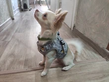 Arnés de perro con correa ajustable chaleco caminando suministros transpirable suave cuadros accesorios Collar mascotas pequeñas Medidum perro grande