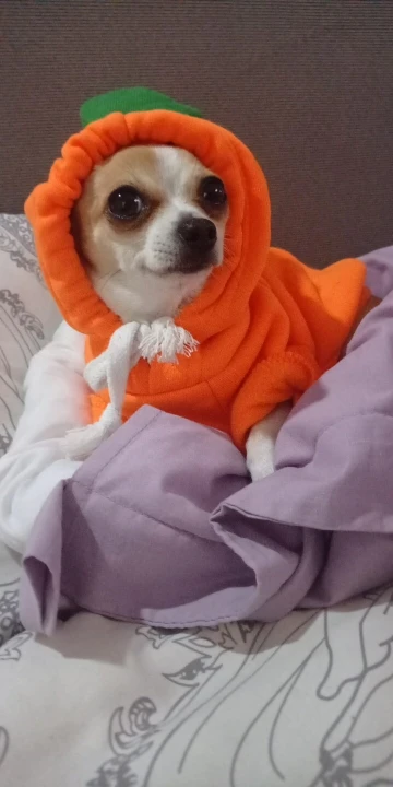 A Little Cuteness With A Collection Of Fruit Hoodies For Dogs photo review