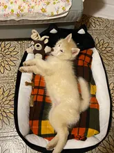 Bed-Mats Blanket-Supplies Kennels Pet-Sofa Cat-House Dogs Cartoon-Shaped Large Cute Dog-Pad