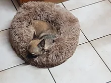 FortyLions-Cama larga de felpa para perros y gatos, cojín largo de felpa super suave y esponjoso para mascotas, cómoda para casa