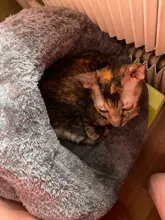 Pet bed for Cats Dogs Soft Nest Kennel Bed Cave House Sleeping Bag Mat Pad Tent Pets