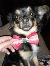 Necklace Bow-Ties Pet-Supplies Dogs-Accessories Puppy Cat-Collar Adjustable-Strap Pet-Dog