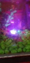 Underwater-Light Battery-Operated Swimming-Pool Submersible Led Fish-Tank Pond Ip68 Waterproof