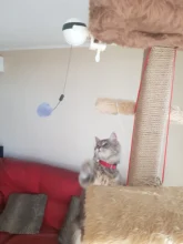 Cat-Toy Lifting-Ball Interactive Electric Funny Flutter