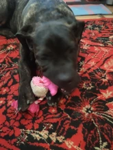 Perro de juguete duradera lindo papá pato haciendo sonido perro de peluche juguetes masticables para cachorros formación juguetes para la dentición para pequeños perros mediano