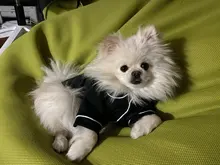 Puppy-Outfit Dogs-Costume Pet-French-Bulldog-Pajamas Chihuahua Fashion Small Medium Perro