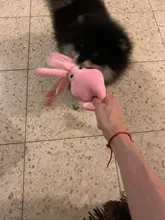 Puppy-Rope-Toys Dog-Toy Octopus Squeak Plush Pet Chew Pink Cute Squid Pet-Cat BB