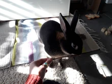 Stone-Chew-Toys Hamster Apple-Tree-Stick Minerals Grinding Chinchilla Rabbit-Teeth Molar