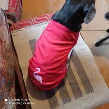 Ropa de verano para mascotas, Camiseta con estampado de flamenco para perro, chaleco para perros pequeños y medianos, accesorios para mascotas, chaleco para gatos, camisas, XS-2XL