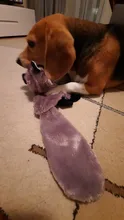Bonitos juguetes de perro de juguete de peluche mascota grande de peluche de juguete mapache/Lobo/conejo para perro gato para masticar con chirrido cachorro juguete de formación/dormir