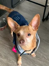 Ropa vaquera de XS-2XL para perro, abrigo para perros, ropa de cachorro, pantalones vaqueros para perro, chaqueta, chaleco abrigo para perro, trajes para cachorro, ropa para gato