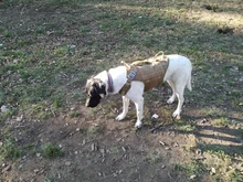 Vest Harnesses Pet-Training Dogs Military-Working Tactical Medium Nylon Durable for Large