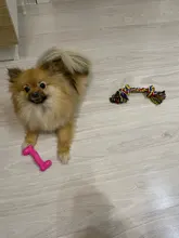 De caucho para mascotas perro de juguete goma hueso morder resistente al juguetes para mascotas juguetes para perro muelas dientes entrenamiento inodoro juguetes de productos para perros