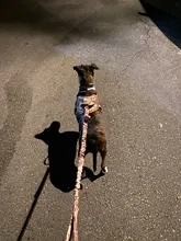 Vest Harness Collar Dog-Leash Pet-Dog German Shepherd Dogs K9 Walking Nylon Adjustable