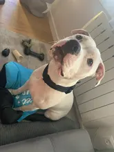 Collar táctico militar ajustable para perro, collares para perro y mascotas, correa de Control, Asa de entrenamiento, Collar de Gato para perros pequeños y grandes