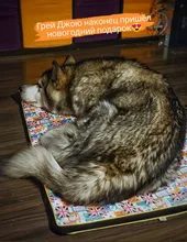 Cama grande para perro, colchoneta de espuma viscoelástica, transpirable, colchón ortopédico de fondo Oxford, para mascota mediana grande pequeña