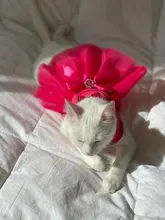 Dog-Dress Dogs-Skirt Princess Dog Summer Dot for York