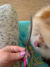 Tijeras de aseo para mascotas de acero inoxidable, tijeras de costura de pelo de gatos y perros, curvadas hacia arriba y abajo, corte de pelo afilado, juego de herramientas para mascotas