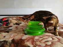 Toy Pet-Toy-Ball Carousel-Ball Track Cat-Supplies Three-Layer-Tower Baby Automatic