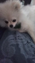 Arnés tipo chaleco para perro arnés de nailon transpirable suave ajustable para perros, chaleco de malla para perros, Collar para cachorro, correa de pecho para perro mascota