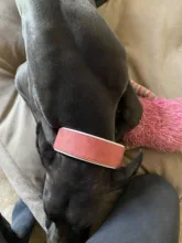 Dog-Collar Bulldog German Shepherd Wide-Leather Padded Pet-Dog Perro Soft for Medium