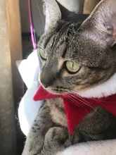 Grooming-Accessories Towel Scarf Necklace Collars Decor Cat Dogs Saliva Adjustable Plush