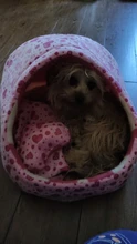 Cat Bed Nest Kennel Dog-Beds Cat-House Princess-Bed Dogs Washable Small Warm for Pet-Dog