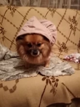 Hoodie Coat Outfit Warm-Dress Girl Dog Winter Princess New Floral 6-Sizes Bubble-Skirt