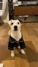 Ropa de lujo para perro, pijama para perro, ropa para perros medianos y pequeños, abrigo, chaqueta de Bulldogs de Chihuahua, 20D