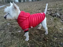 Small Dog Clothes Winter Warm Pet Dogs Coat Jacket Puppy Cat Outdoor Clothing Hoodies