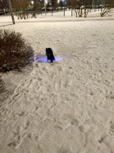 Pet-Supplies Leash Dog-Accessories Led-Collar Flashing Small Dog Night-Safety Rechargeable