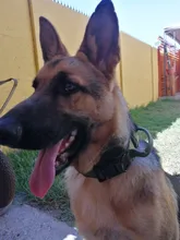 Collar táctico militar ajustable para perro, collares para perro y mascotas, correa de Control, Asa de entrenamiento, Collar de Gato para perros pequeños y grandes