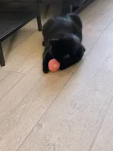 Supplie-Products Interactive-Ball Pet-Playing-Ball Teaser Smart-Toys Catnip Kitty Training