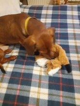 Peluche suave de cebra con sonido de tigre para mascotas, juguete para mascotas