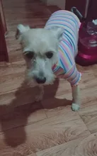 Ropa para perros y cachorros, chaleco, camiseta, camisa, pijama, ropa para perros de invierno