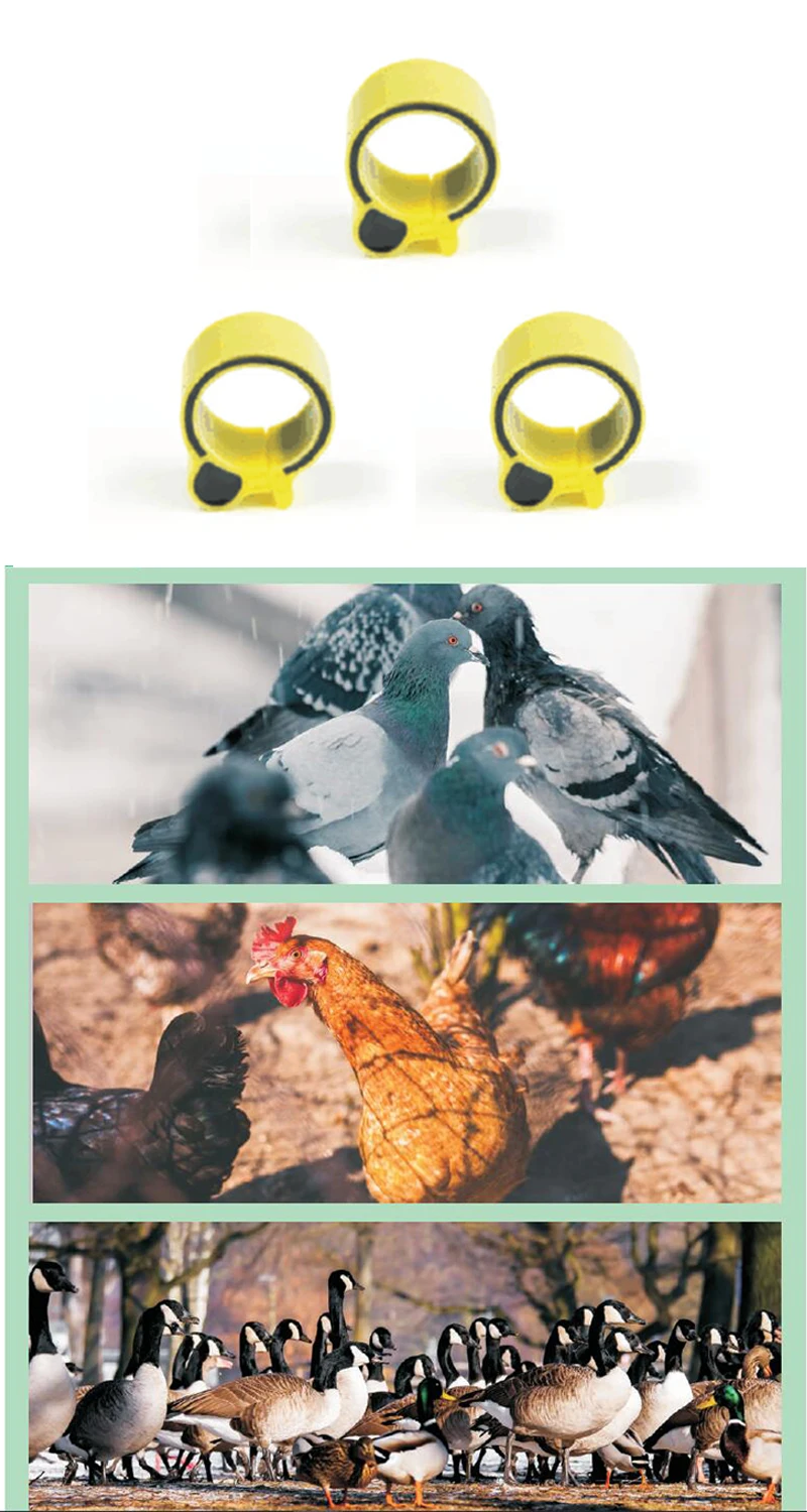 x100pcs 18 мм RFID TK4100 Чип 125 кГц RFID бирка на лапку кольцо для курицы утка gooses ID taging