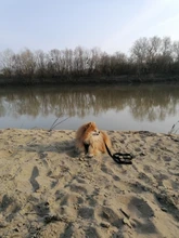 Dog-Leash Rope Pet Puppy-Walking-Training Dogs Nylon Long 3 50M Solid for Large Big 6-10