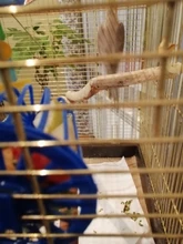 Legendog-jaula multiusos creativa para pájaros, frutas y verduras, alimentador, cesta, alimentador de loro, suministros de Alimentación de Mascotas, 1 unidad