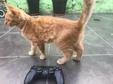 Nuevo lindo Collar campana para gatos Collar de perro Teddy Bomei perro de dibujos animados divertido huella collares lleva Cat accesorios Animal productos