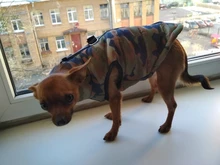 Ropa impermeable para mascotas, abrigo para perros pequeños, chaqueta para cachorros, traje de chaleco, ropa de abrigo para Chihuahua
