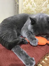 Cat-Toy Claws Pet-Supplies Plush-Toys Interactive-Tools Mint-Scratcher Catnip Teeth-Grinding