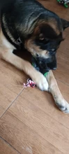 Perro de juguete duradera lindo papá pato haciendo sonido perro de peluche juguetes masticables para cachorros formación juguetes para la dentición para pequeños perros mediano